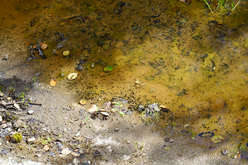 Tadpoles in the canal bottom