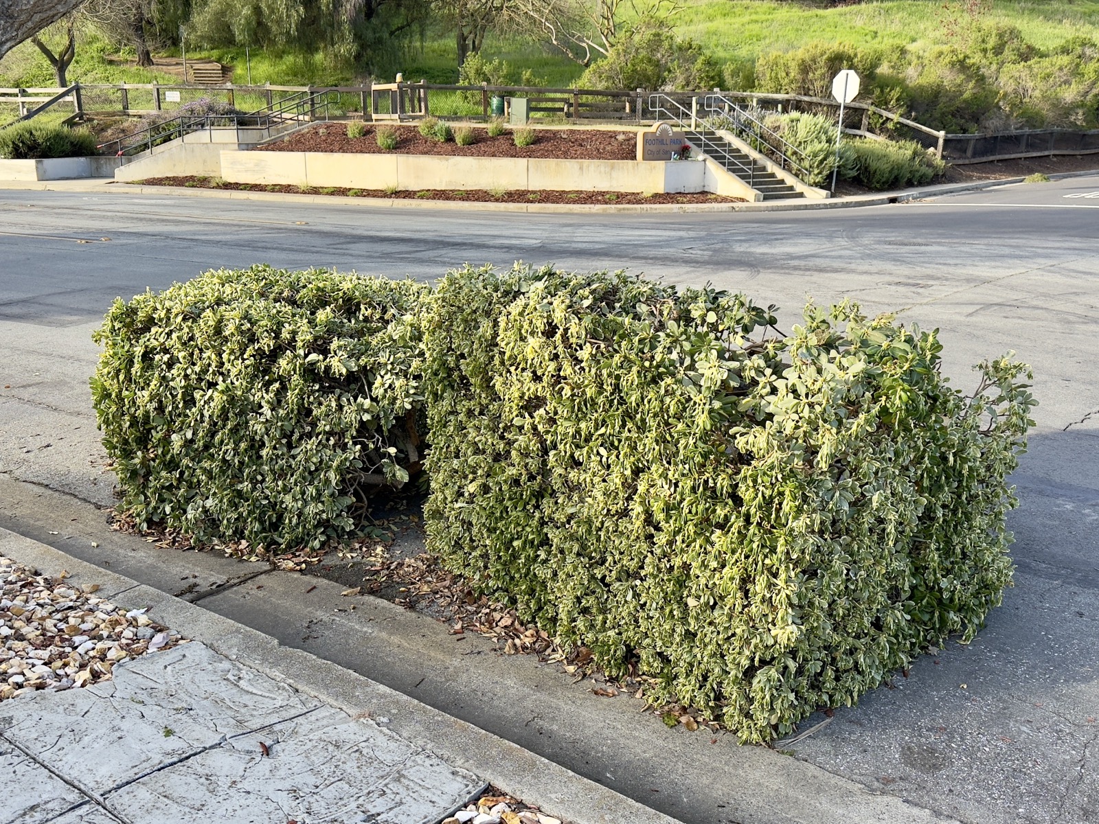 Some recently removed cuboid topiary hedges sit incongruously in the street.