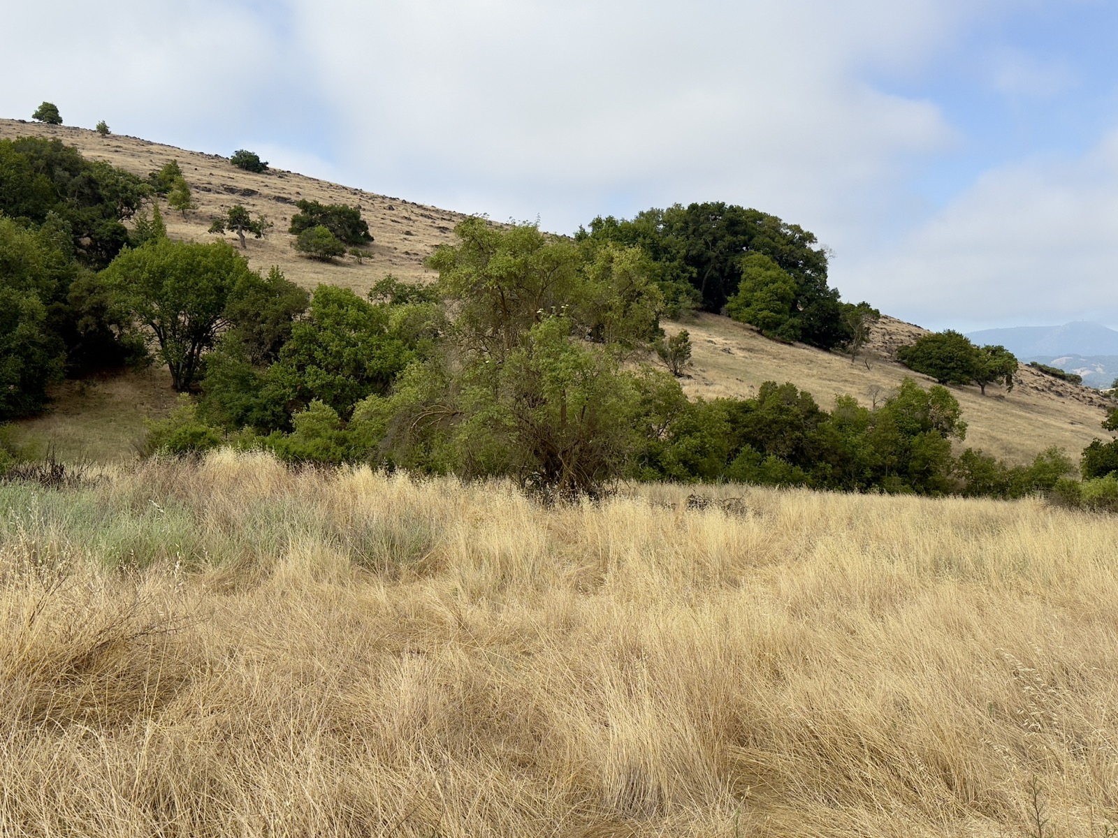Yellow grass and sparse oak trees with a hilly background.